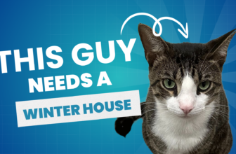 Winterizing A Stray Cat House (Plus, An Update On Our Neighborhood Stray, Tiger)