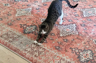 How I Created And Printed A Custom Fabric For The Bedroom (Plus, An Update On Tiger)